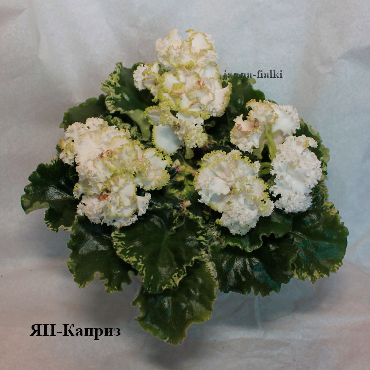 jan-kapriz.jpg