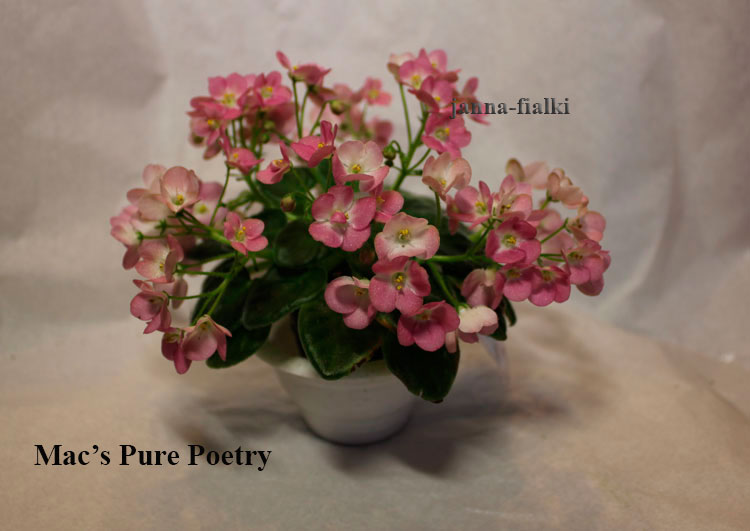 масs-pure-poetry.jpg