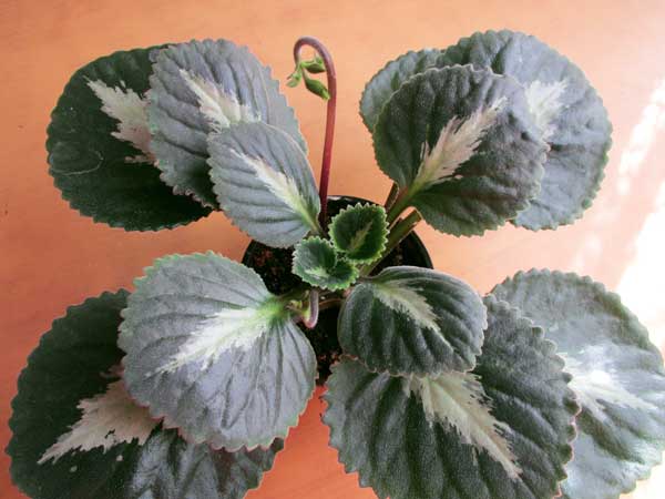 Brassicoides-Marble-Leaf.jpg