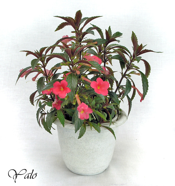 2 место – ахименес Sabrina, колл. М. Шевич (Моск. колл.)