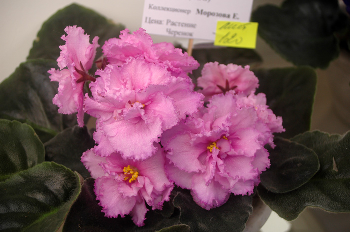 Betty-Jean-Морозова.jpg