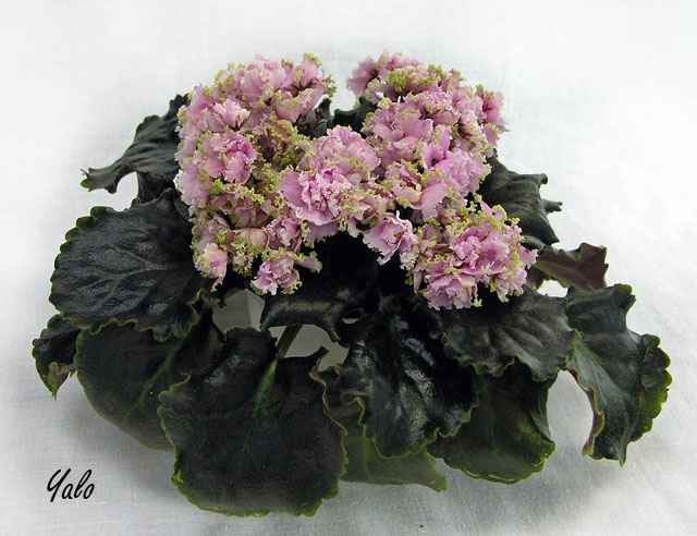 2 место – ЛЕ-Короли и Капуста (Е. Лебецкая), колл. Т. Копейкина