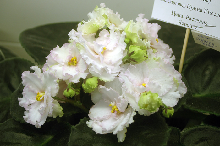 АЛЕН-Organza-Rose-Киселева.jpg