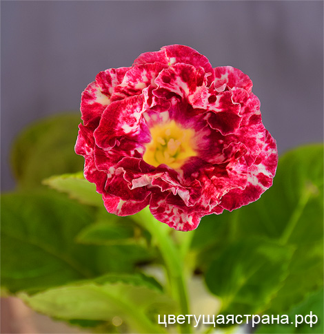 Цвет-Державная.jpg