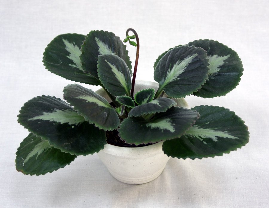 1 место – Brassicoides Marble Leaf, колл. Г. Шипилова