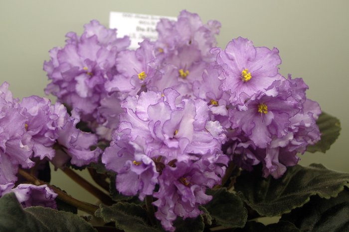 Dn-Fleur-Артемова.jpg