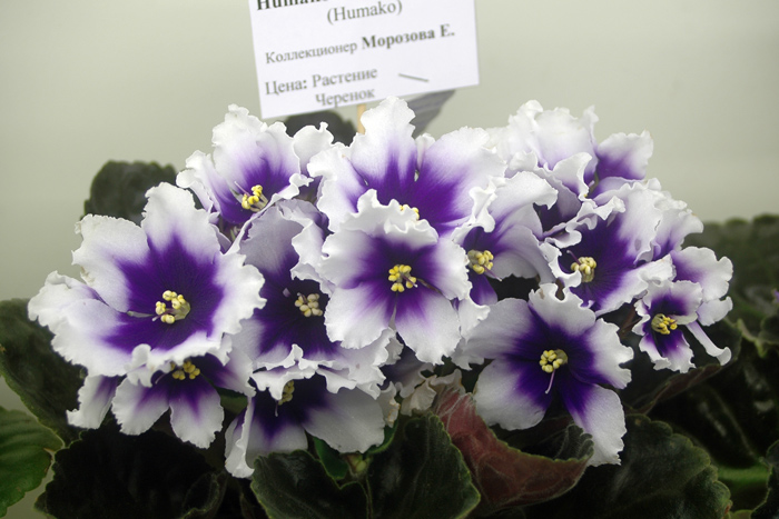 Humako-(без-названия)-Мороз.jpg