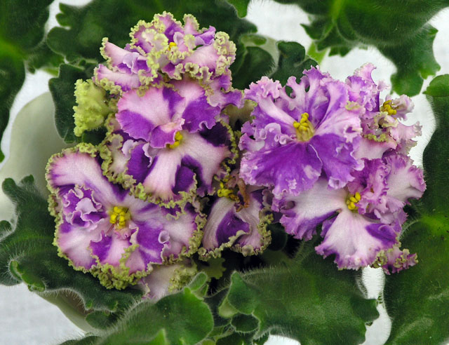 3 место – Suncoast Ruffled Delight, колл. М. Карпова