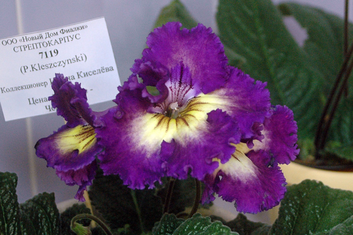 7119-Киселева.jpg