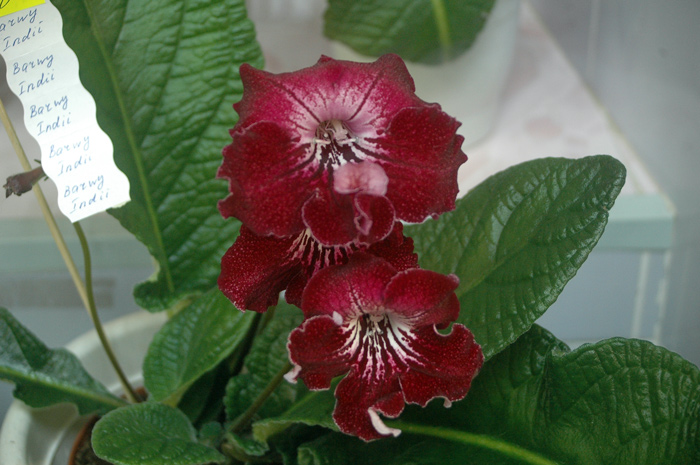 Barwa-Indii-Кочеткова.jpg