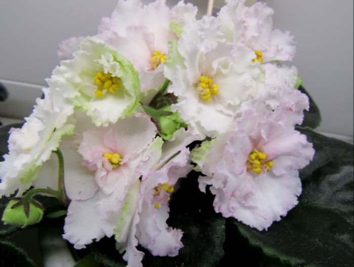 Ален-Organza Rose.JPG