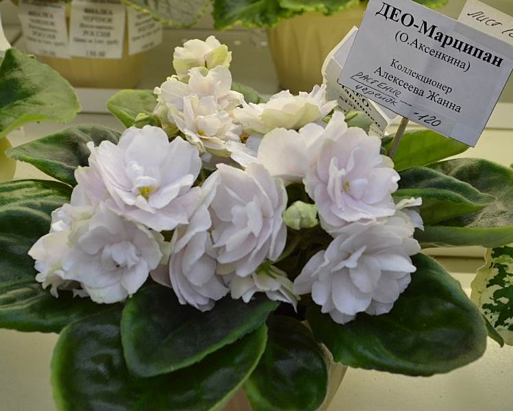 ДЕО-Марципан-Алексеева Жанна.JPG