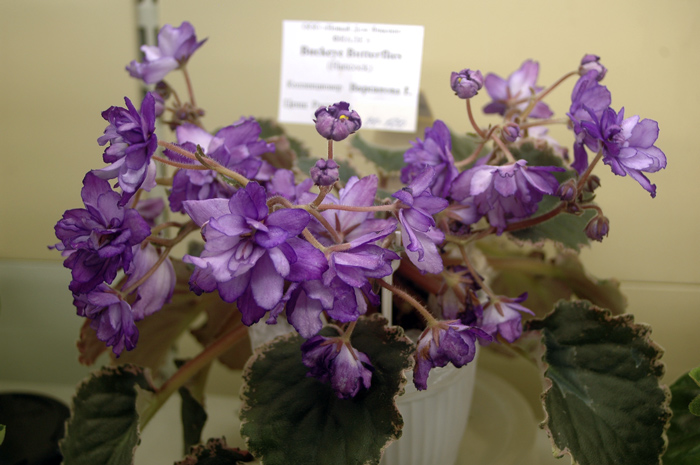 Buckeye-Butterflies-Варсано.jpg
