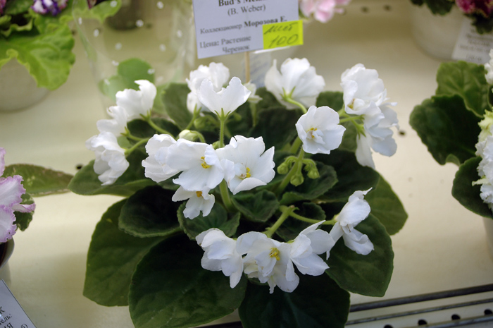 Bud’s-Melanie-Морозова.jpg