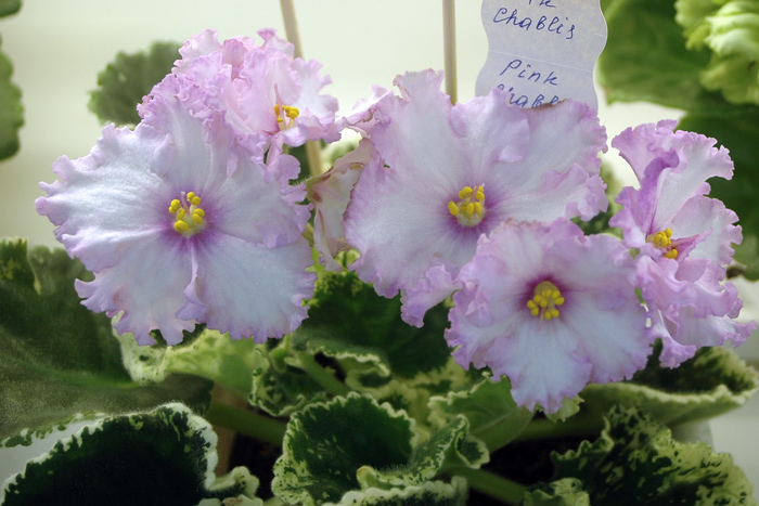 Pink-Chablis-Кочеткова.jpg