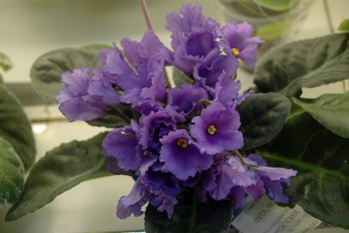 Senk’s-Big-Bells-Патянина.jpg