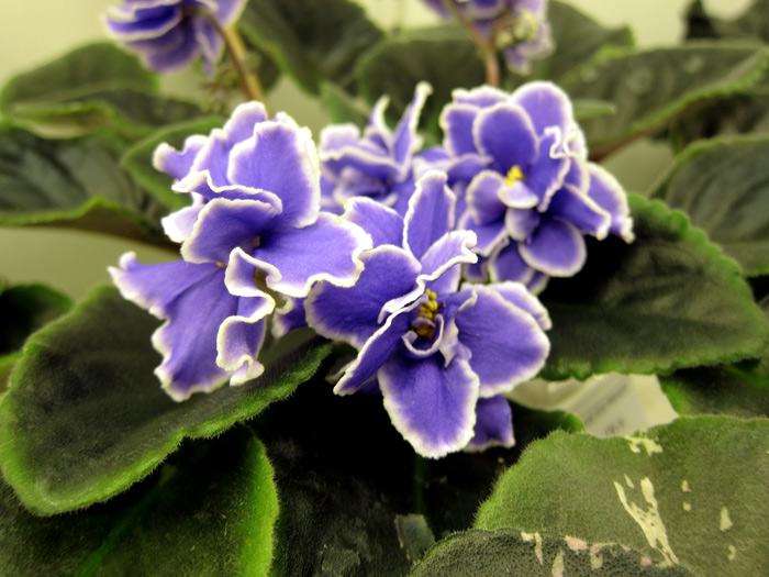 Caribbean-Blue.jpg