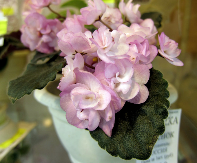 Ness'-Satin-Rose..jpg