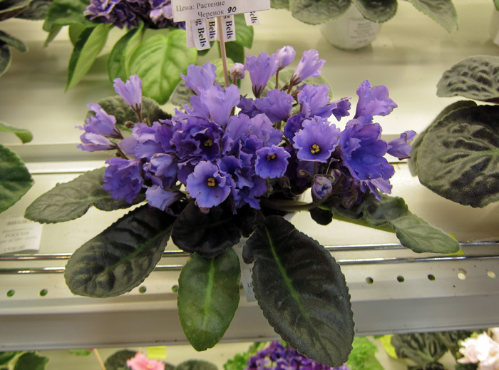 Senk's-Big-Bells.jpg