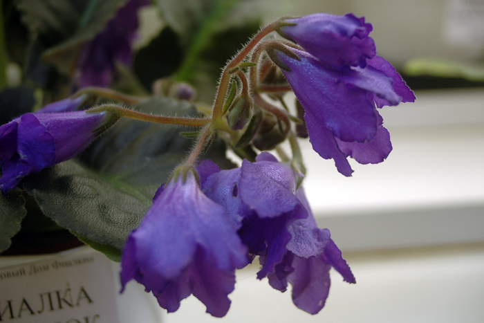 Senk’s-Big-Bells-Морозова.jpg