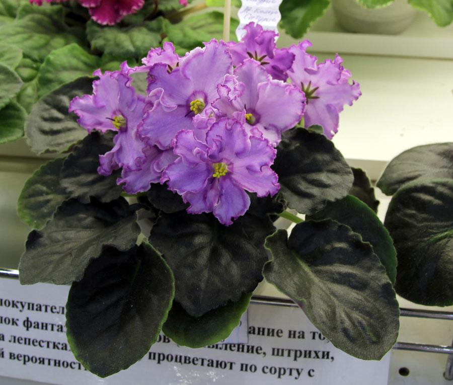ЛЕ-Кольца Сатурна, колл. О. Лазутина