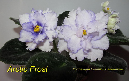 Arctic Frost1.jpg