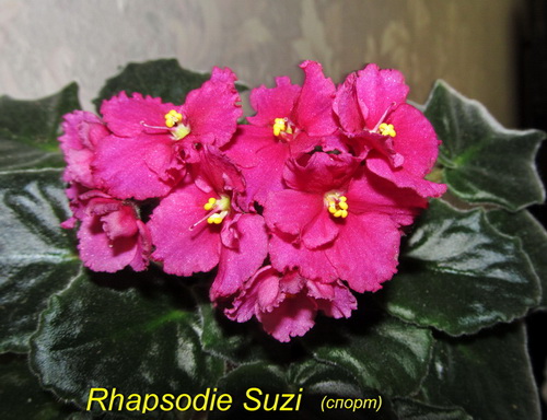 Rhapsodie Suzi1.jpg