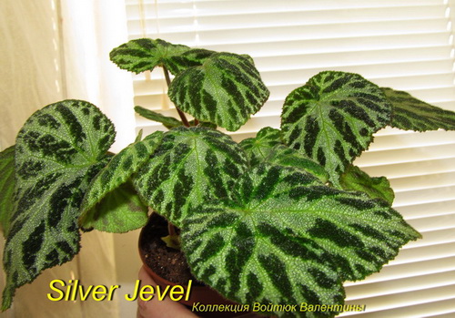 Silver Jevel1.jpg