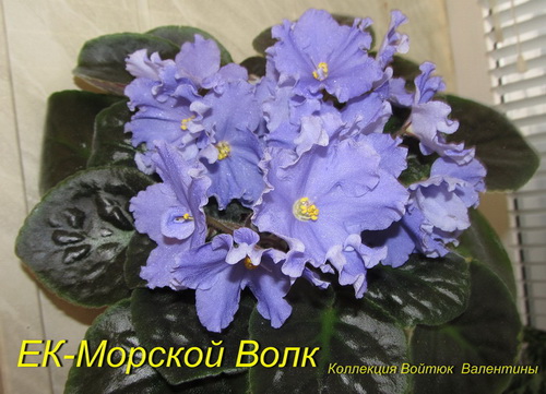 ЕК-Морской Вол1к.jpg