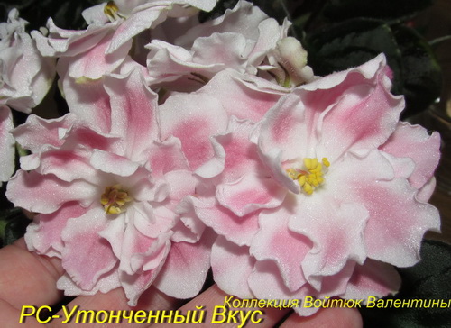 РС-Утонченный Вкус-пор1т.jpg