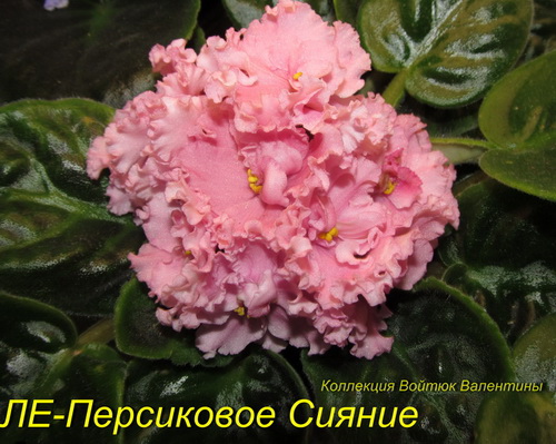 ЛЕ-Персиковое Сияние1.jpg
