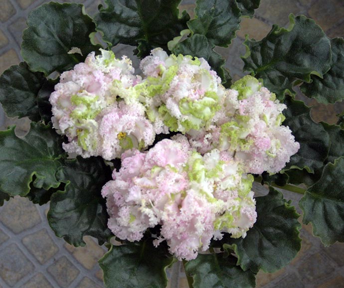 ЛЕ-Денди