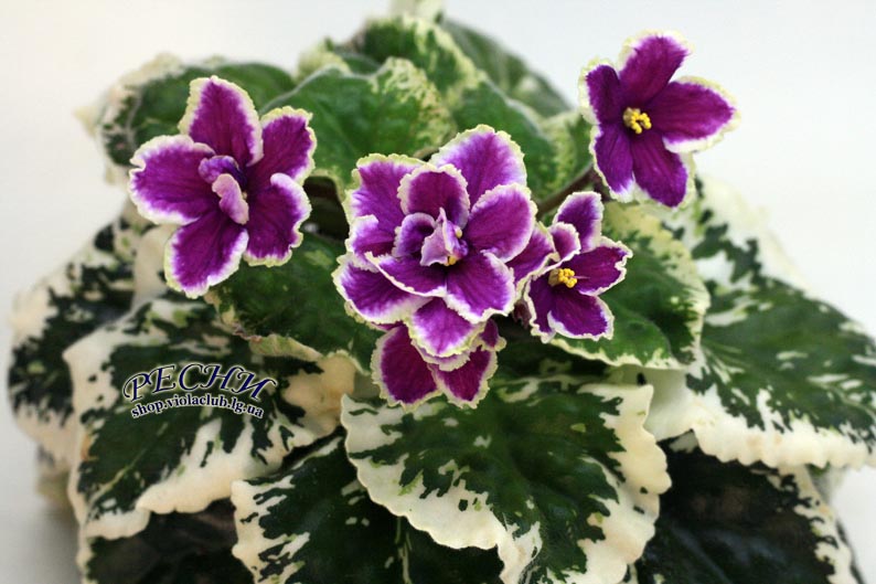 IMG_8155 копия.jpg