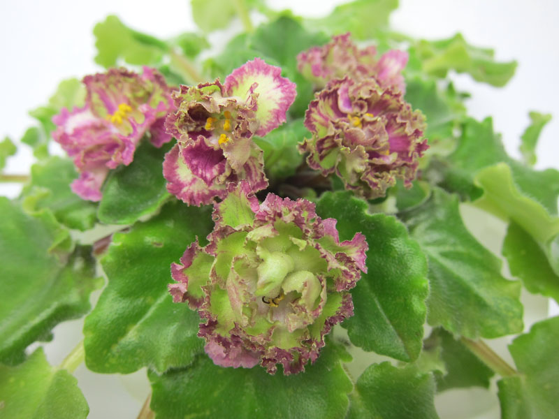Allegro Pink Pistachio .jpg