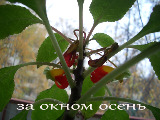 бальзамин осень (2)а.jpg