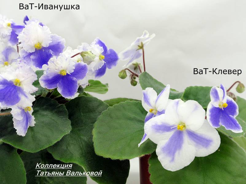проверочное растение ВаТ-Клевер и ВаТ-Иванушка