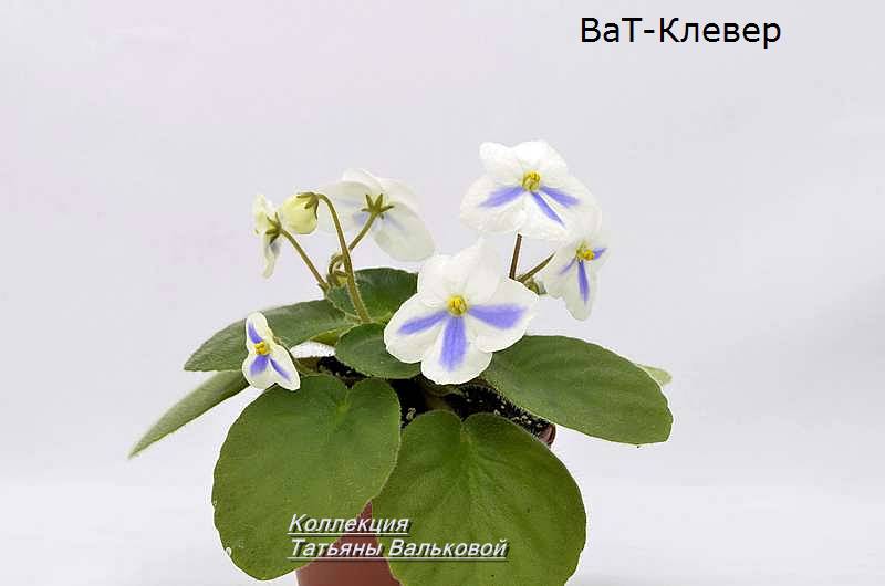 Первые цветочки у сеянца
