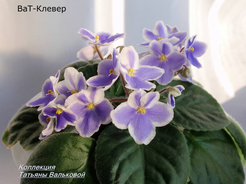 ВаТ-Клевер. Летнее цветение проверочной розетки, это тот же куст, что в первом посте темы.