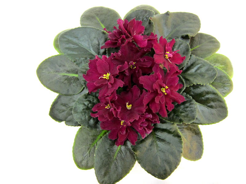ЛЕ-Вега (Е.Лебецкая). О.Ивашкина.JPG