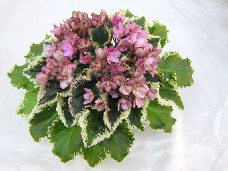 Wild Irish Rose (S.Sorano). О.Ивашкина.JPG
