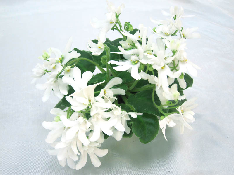 Lunar Lily White (unknown). Колл.И.Данилина.JPG