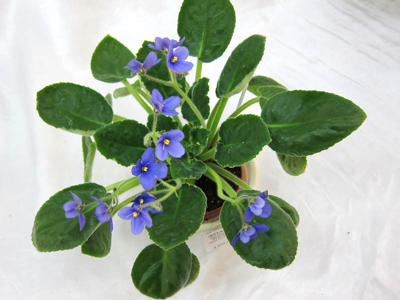 S.clone Robertson (S.rupicola). Колл. Дом Фиалки.JPG