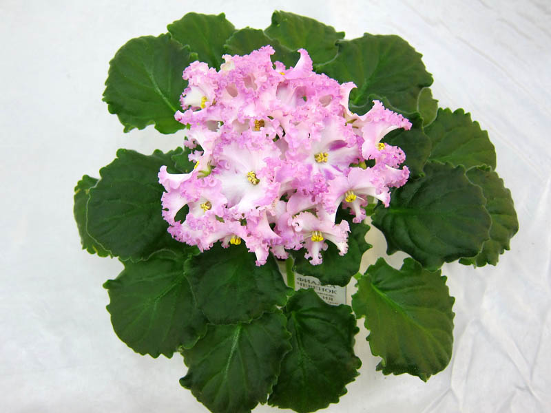 ЛЕ-Поцелуй Ангела. Колл.Т.Кузина.JPG