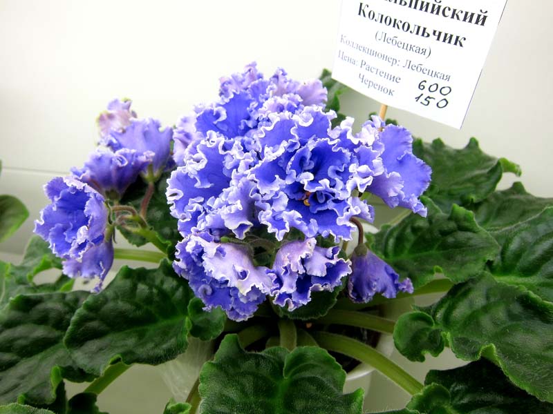 Лебецкая ЛЕ-Альпийский Колокольчик.JPG