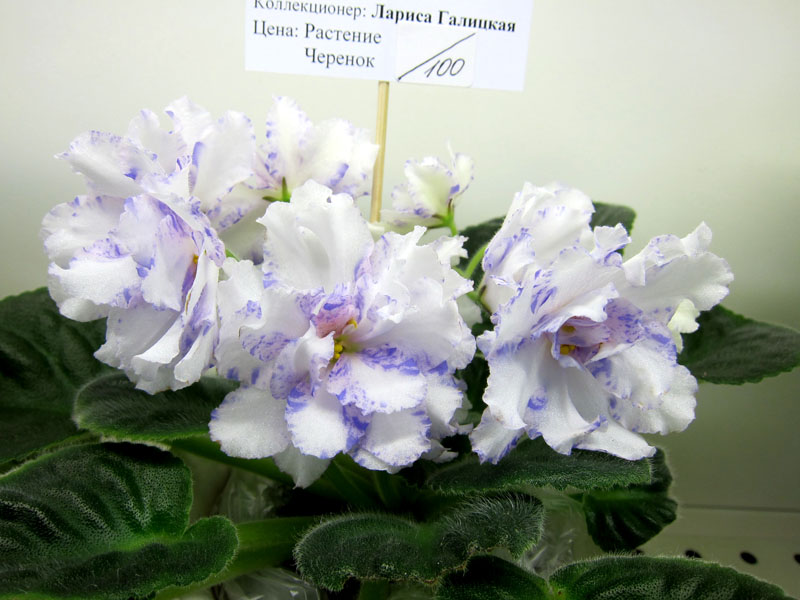 Галицкая Neptune's Jewels .JPG