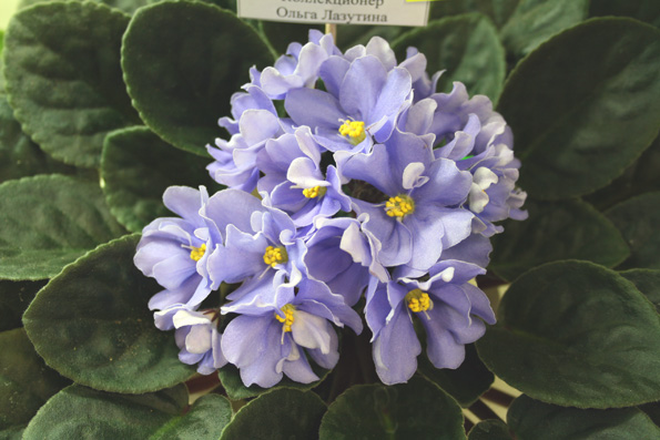 Rhapsodie Clementine