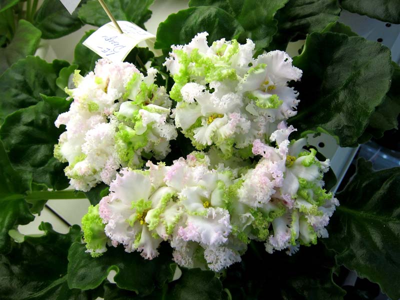 Копейкина ЛЕ-Денди.JPG