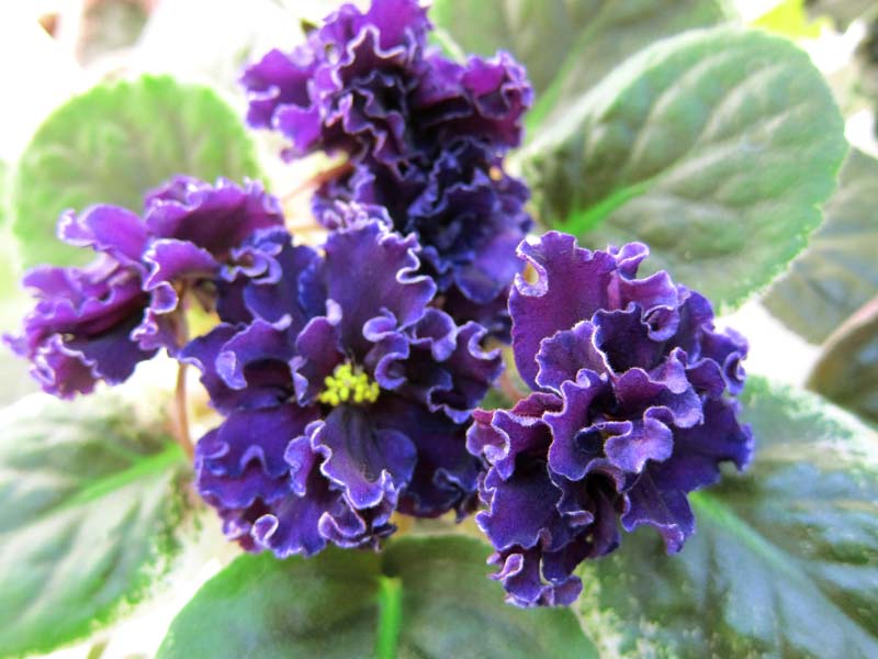 Плессер Ma's Purple Poodle.JPG
