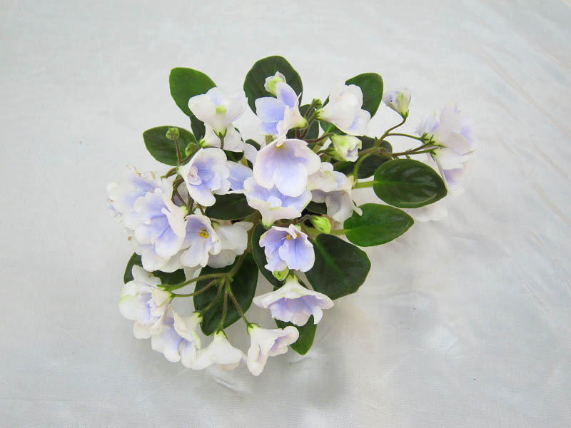 ЛЕ-Лель (Е.Лебецкая). Колл.И. Данилина.JPG