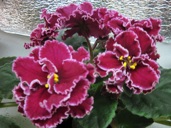 IMG_6520.jpg